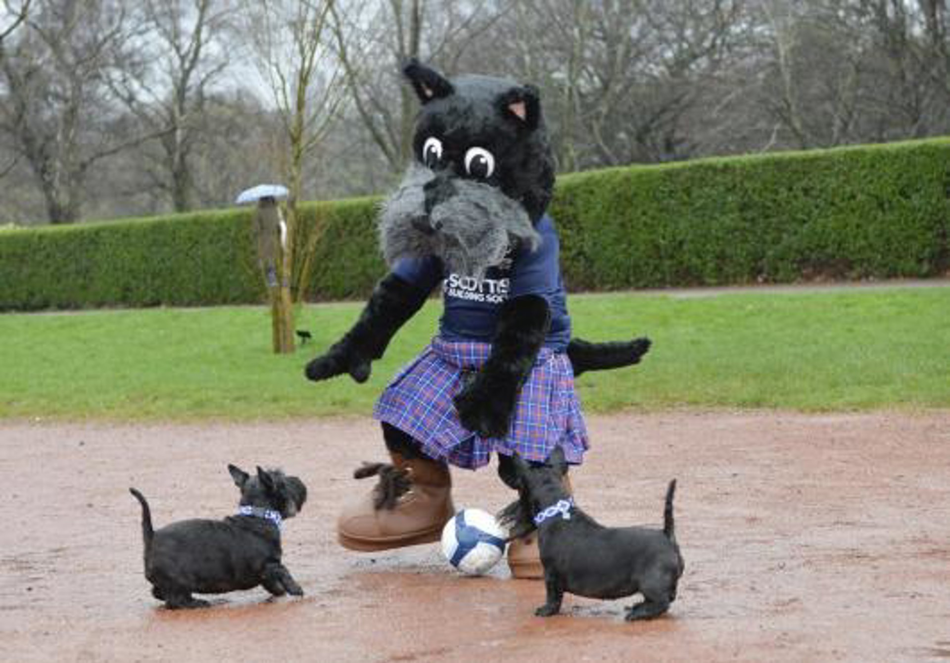swpl-sbs-scottie-mascot_0006.jpg